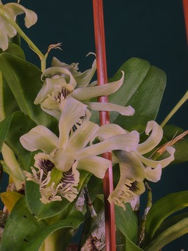 Orchidée du Laos