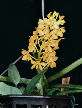 Petite Orchidée du Népal et du nord de l'Inde