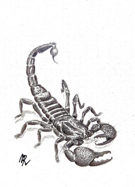 Le scorpion empereur (Pandimus imperator)  / Painting : the emperor scorpion (Pandimus imperator)