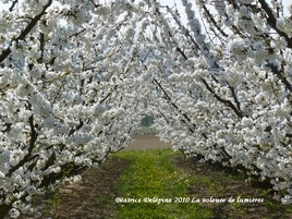 Cerisiers blancs