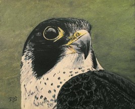 Faucon p&eacute;lerin