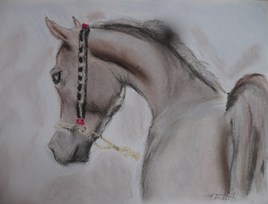 cheval arabe de dos