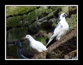 trio de pigeons
