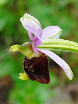 Orchid&eacute;e bourbon