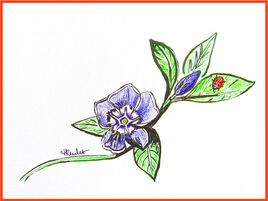 La pervenche et la coccinelle /  Drawing A periwinkle and a ladybug