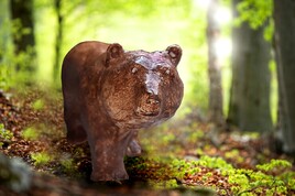 L ours en argile