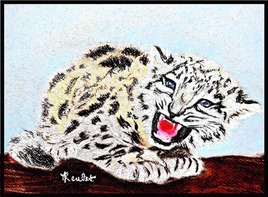 Panthère des neiges bébé / Drawing : A snow leopard baby (Panthera uncia)