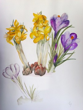 Crocus