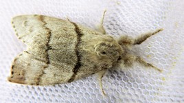 Me voici dans toute ma longueur ..