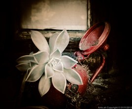 Red Pot and Grey Star.