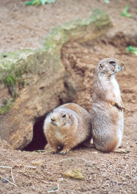 ..qui monte la garde?