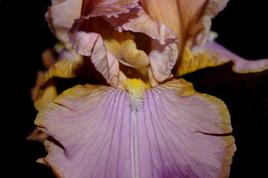 Iris mauve et or