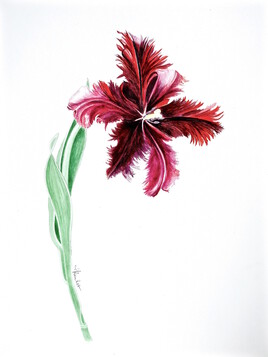 Tulipe noire perroquet / Watercolor A black tulip