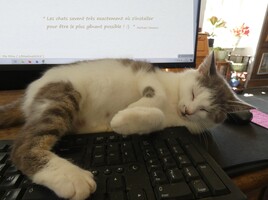 Mioumiou en plein effort ! :)