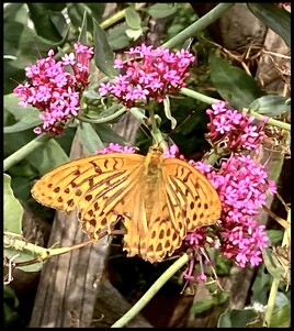 Le Tabac d’Espagne (Argynnis paphia) / Photo A silver-washed fritillary
