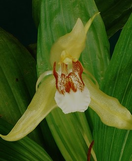Orchidée des Célèbes