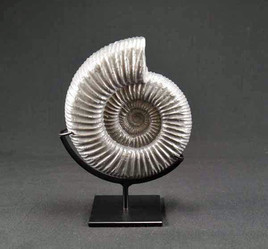 Ammonite