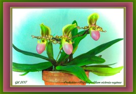 Paphiopedilum victoria-reginae - orchidée