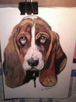 basset hund