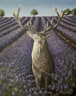 Rencontre avec un cerf à Valensole