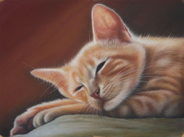 Margaux, le Chat endormi