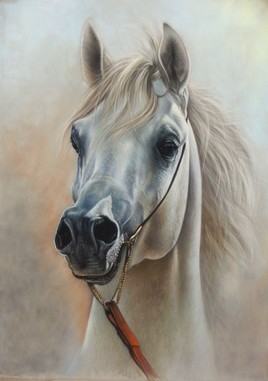 Magnum, le cheval blanc