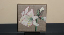 Amaryllis au liseré rouge