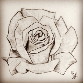 Une rose