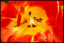 tulipe 1