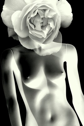 P&eacute;tale de beaut&eacute;