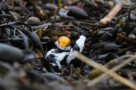 Engloutit par les algues