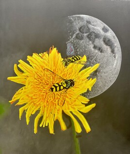 Dent de Lion et Dame Lune