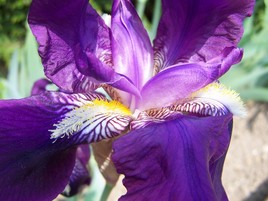 Iris