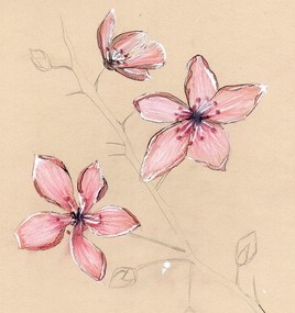 Fleurs de cerisier 1