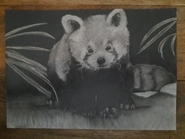 Panda Roux