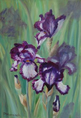 Iris du jardin