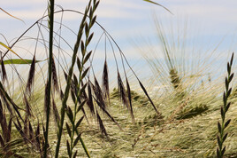 Le salut du bl&eacute;