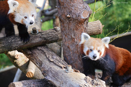 Pandas roux
