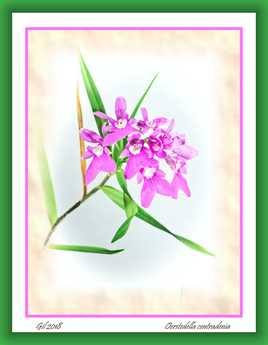 Oerstedella centradenia - Orchidée