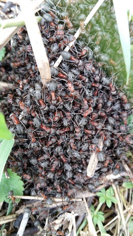 Le retour des fourmis