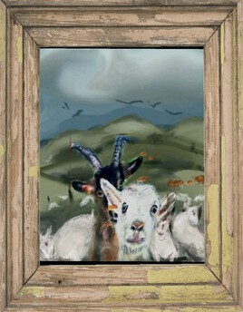 Les chèvres dans les champs...