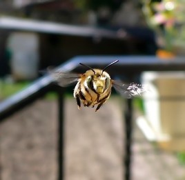 abeille en vol