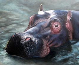 HIPPOPOTAME