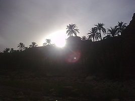 lumiere entre les palmiers