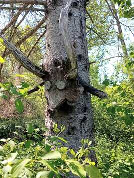 T&ecirc;te  de taureau