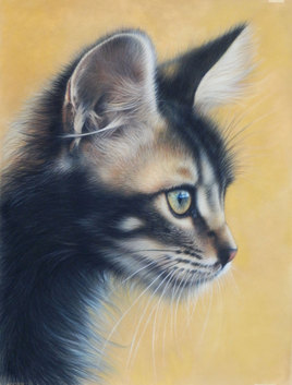 Monet, le jeune chat