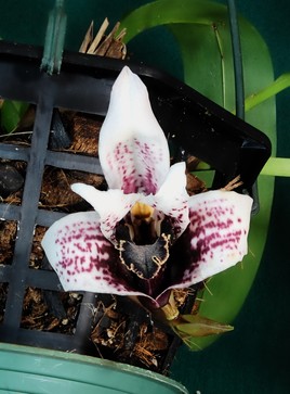 Une très belle orchidée d'Equateur