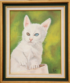 Le chat blanc, un oeil bleu, un oeil marron