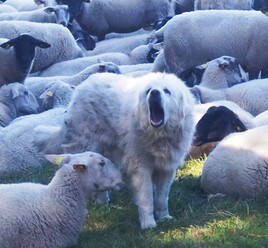 Patou pas content de me voir