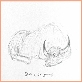 Gaur (Bos gaurus) / Drawing A gaur